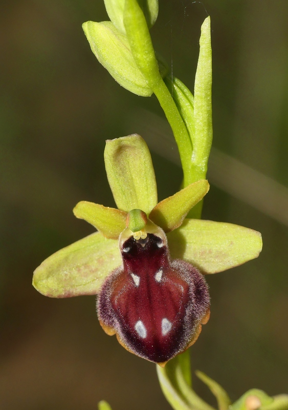 Ophrys tardive e altre orchidee in Epiro - Grecia settentrionale  22_30 maggio 2024.